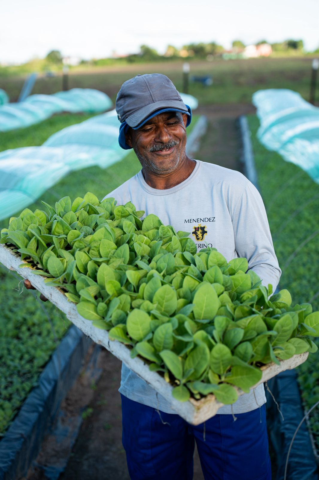 Germinação